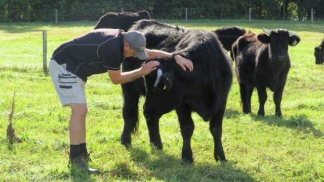Ben Coles with some of his Black Welsh cattle. 