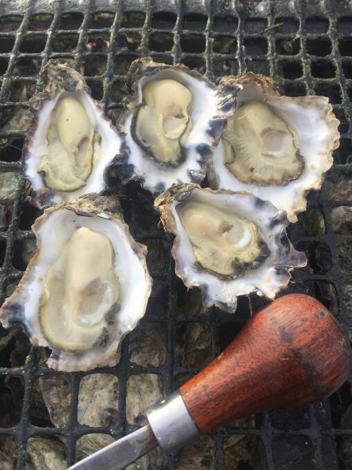 YUMMY: Sydney Rock Oysters direct from the grower will be in big demand this holiday season.