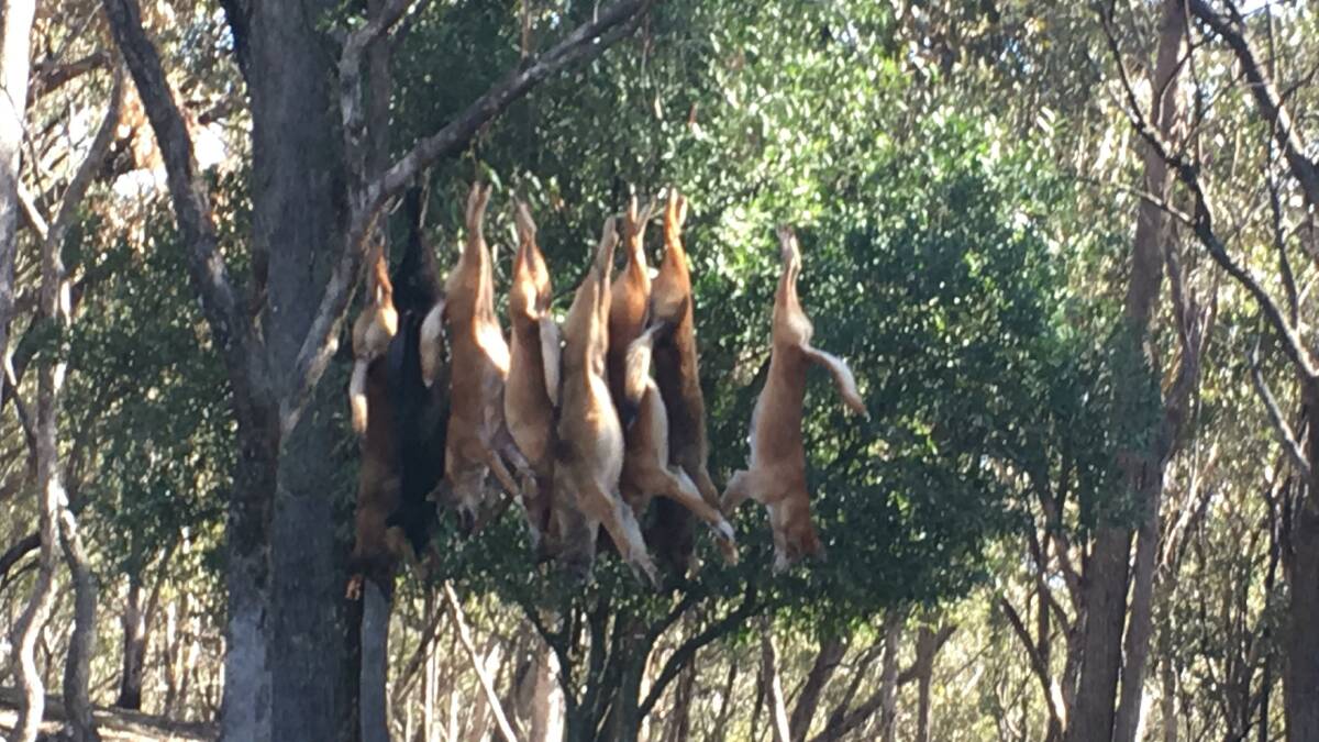 ELIMINATED: Wild dogs trapped in the Barrington Tops district east of Scone where they have been menacing livestock for many years.