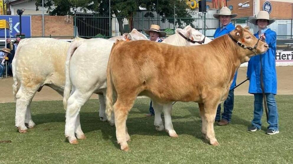 TRIO: The Charolais team that won the Ken McDonald Shield included two entries from Bureen Cattle Company. 
