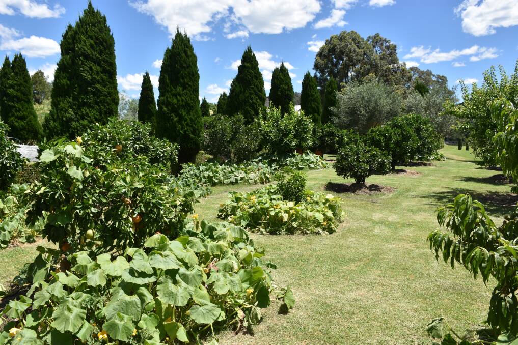Growing organic food along with the Krinklewood wines and perhaps even some cider are all part of Oscar Martin's plans for a major rebrand of the property at Broke - so that it becomes a showcase to the world of sustainable and environmentally friendly living.