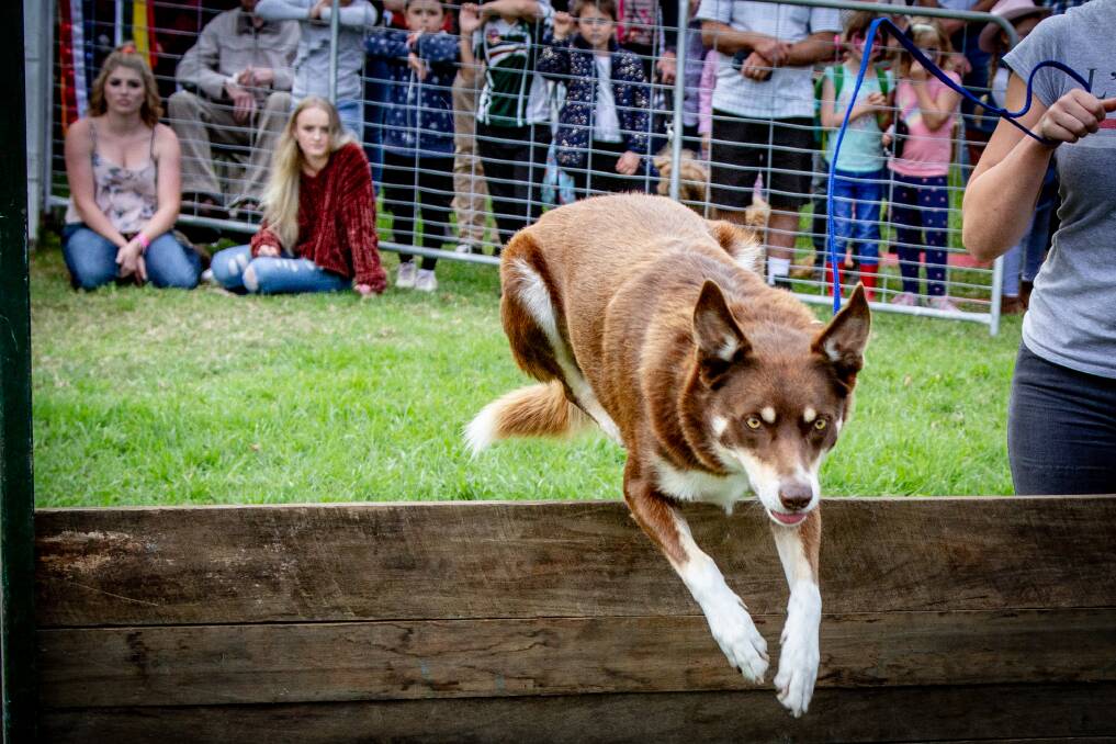 Among the competitions at the Stroud Show was the dog jumping event. Nyomi Aubrey Photograph