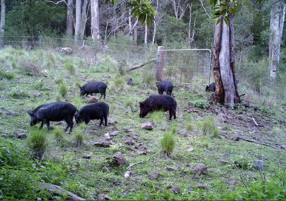 ON THE MOVE: Feral pigs have been seeking feed and water wherever they can during the drought and this has made controlling their numbers easier. Photograph supplied.