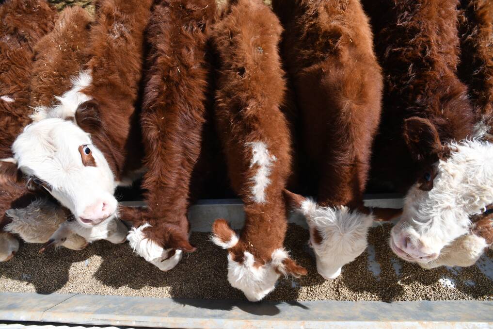 Calves can be weaned from 100kg provided they are fed high quality rations.