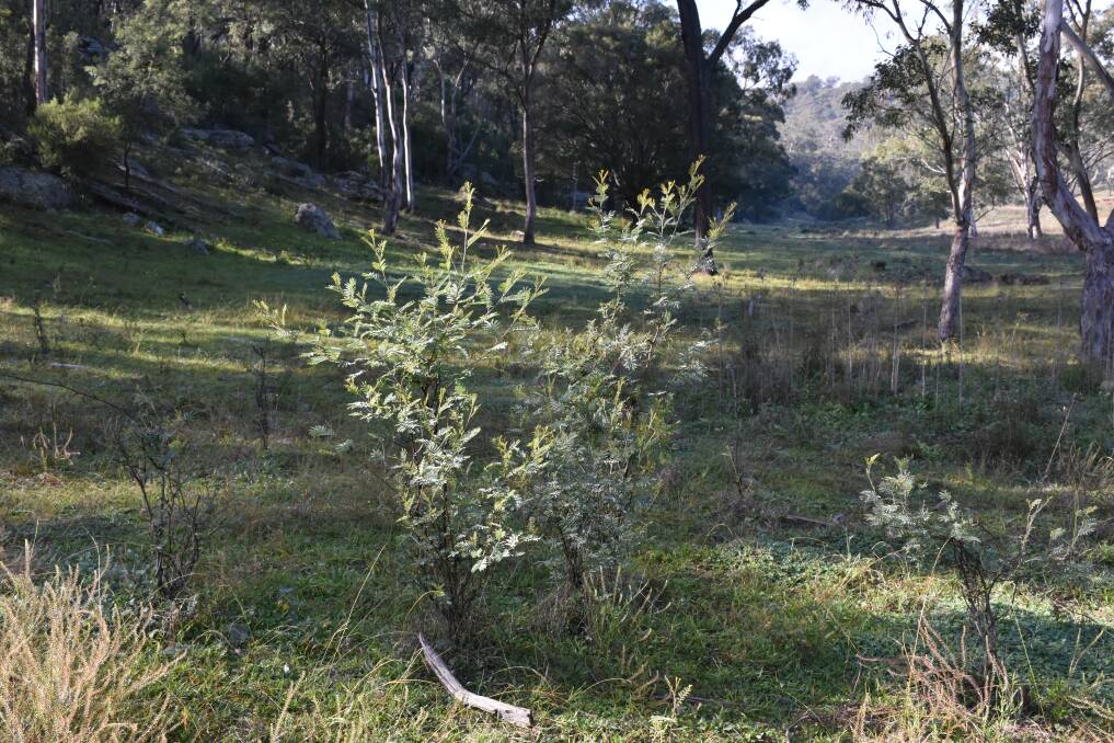 Regeneration on land where stock have been excluded from Glencore's Reedy Creek property.