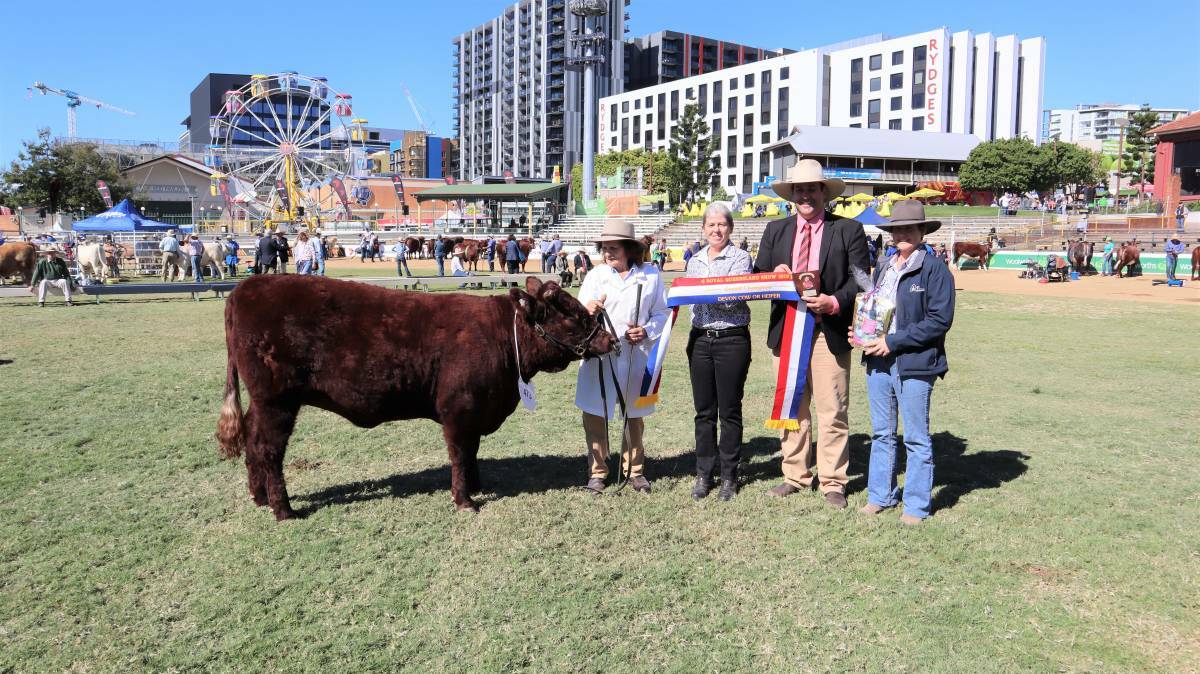 Phylis Edwards, Gloucester, with grand champion Devon female Little Manning Miss Zena, Janet Price and Anthony Ball, Elders Stud Stock.
