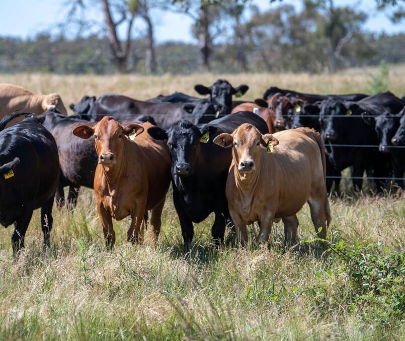 Winter feed gap a risk for livestock producers