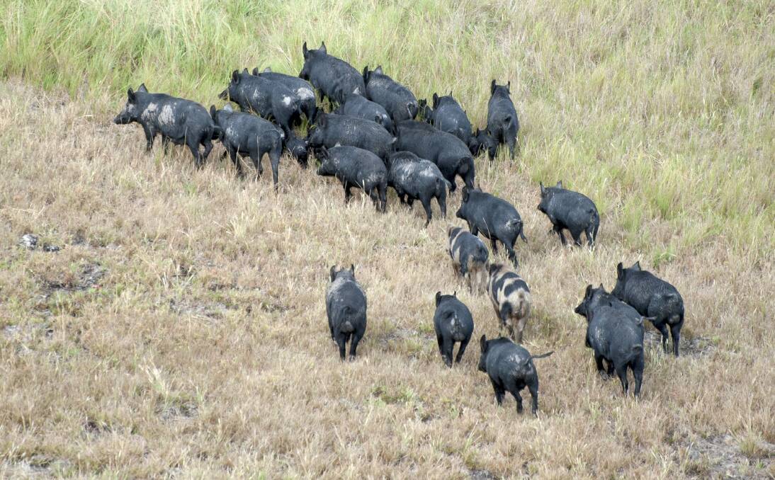 CONCERNS: Feral Pigs pose disease risks to humans and other animals, image supplied Local Land Services. 