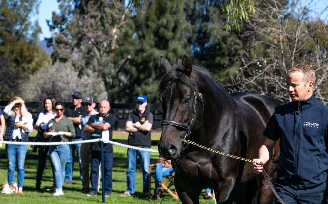 TOP NOTCH: The sire No Nay Never pictured at the 2019 Staliion parade.