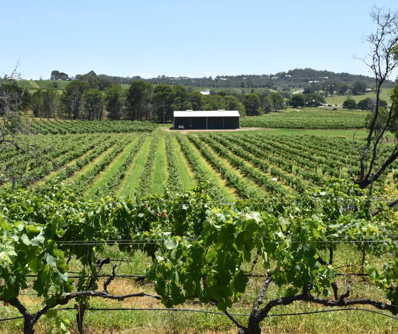 Ideal growing conditions so far this season are just what grape growers were hoping for after a horrid 2019/20 vintage.