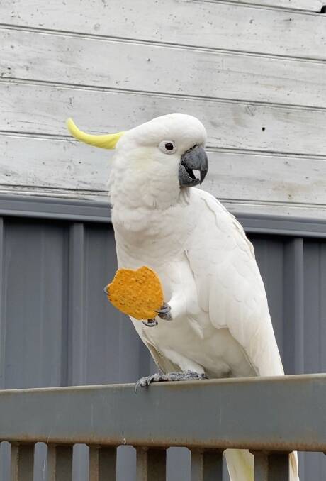 Singleton residents welcome Toby - the community cockatoo