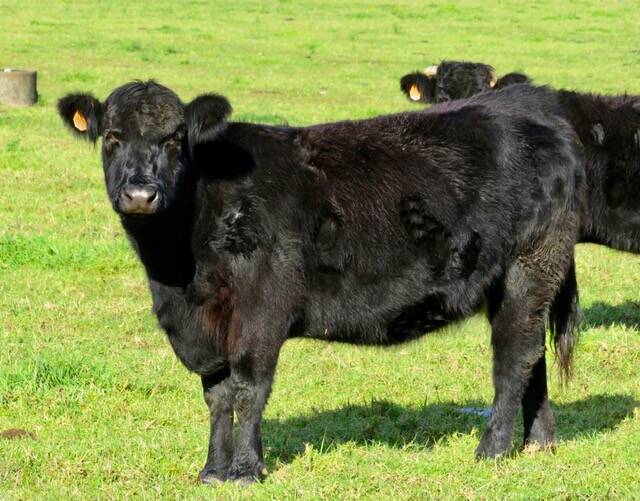 Welsh Black heifer at Meander Welsh Black's farm at Logan's Crossing near Kendall. The property is home to 42 Welsh Blacks. Photo supplied.