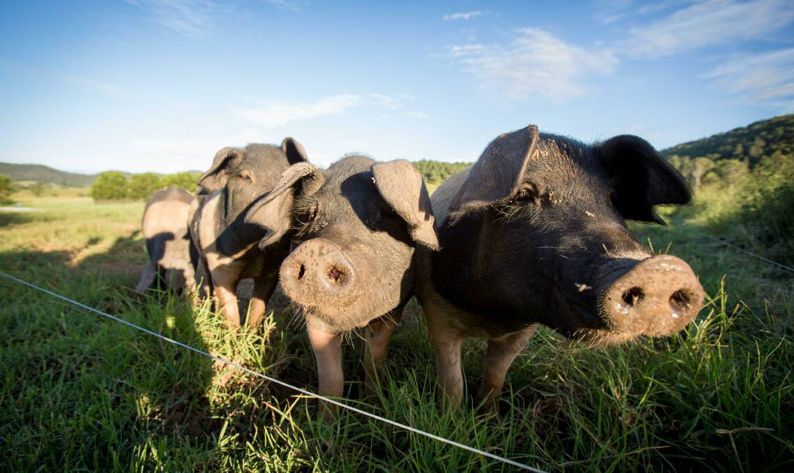 FREE RANGE: Heritage pigs enjoying the green pastures on the state's Mid North Coast at Near River Produce. Photo: Lindsay Moeller.