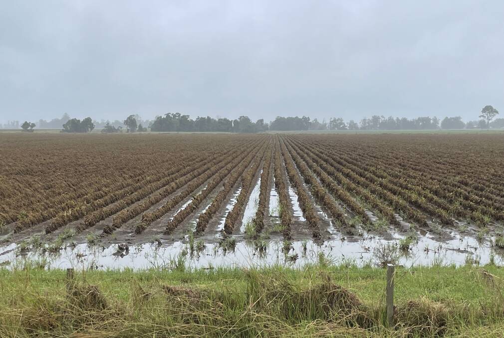 MARCH 2022: Best crop of soybeans reduced to compost at Casino. Flood damage continues to be assessed weeks after the event.