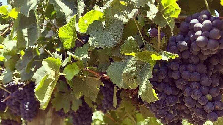 Smoke tainted grapes - can you feed them to livestock?