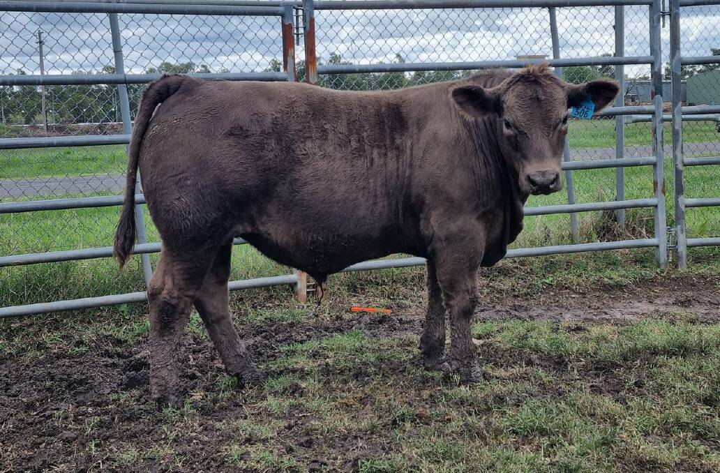 Champion Light Middleweight and Grand Champion Unled Carcase. Sired by Wallawong Password and bred by Heath Birchall. This steer achieved a 65.35 MSA index and 95.83 point carcase score.