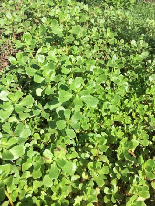 Purslane, also known as Pigweed contains Nitrates and Oxillates, which can be toxic to livestock.