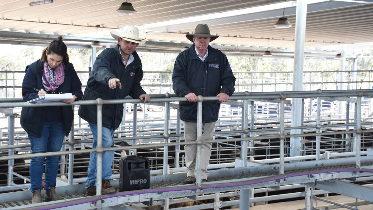 Dillon and sons auctioneers Kel Sullivan and Paddy Dillon selling cattle at Singleton saleyards. The Dungog based agency is now operating independently at the centre.