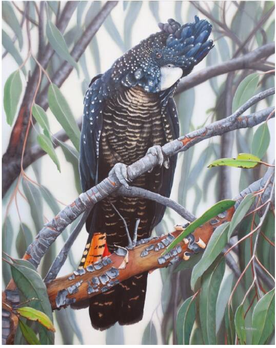 DELICATE: Red Tail Black Cockatoo by Renee Sanson (2nd Traditional)