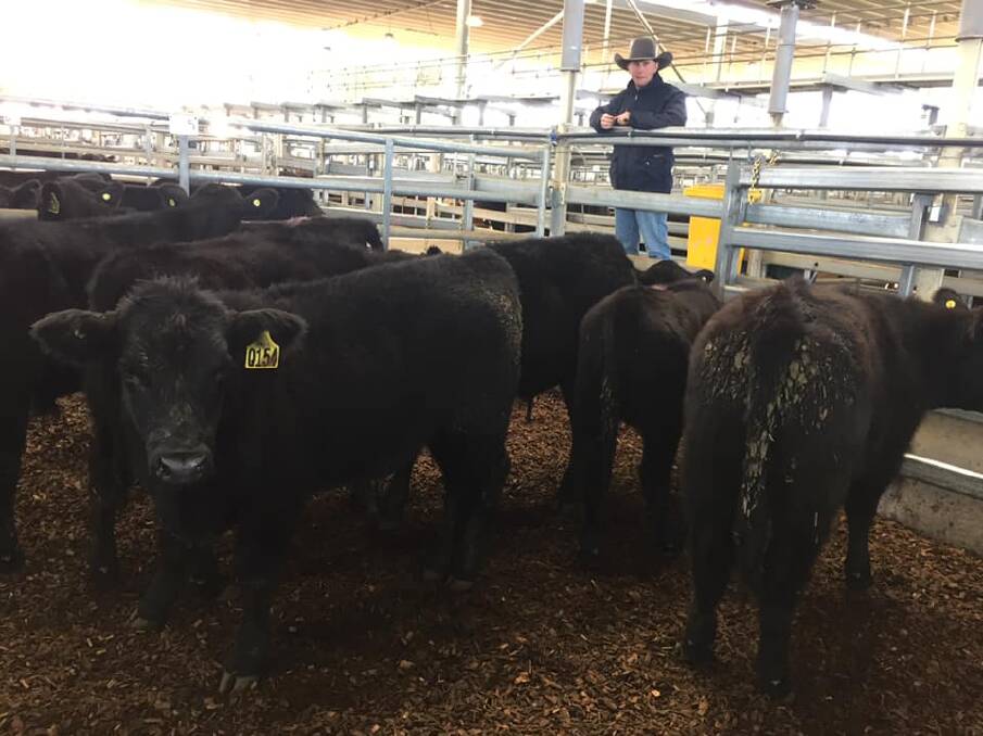 Zac Ede of Bailey Livestock sold this pen of five Angus steers for 460c/kg averaging 264kg to return $1,214.40/HD. The twoAngus Heifers sold for 430.2c/kg averaging 215kg to return $924.93/HD.