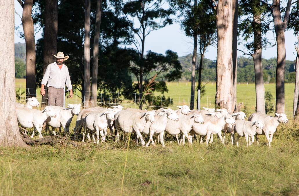 Andrew Yeo with some of his Australian White meat sheep at Bulahdelah.