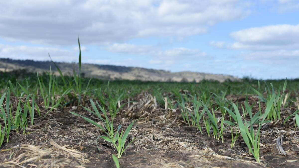 Precision farming for oat crop