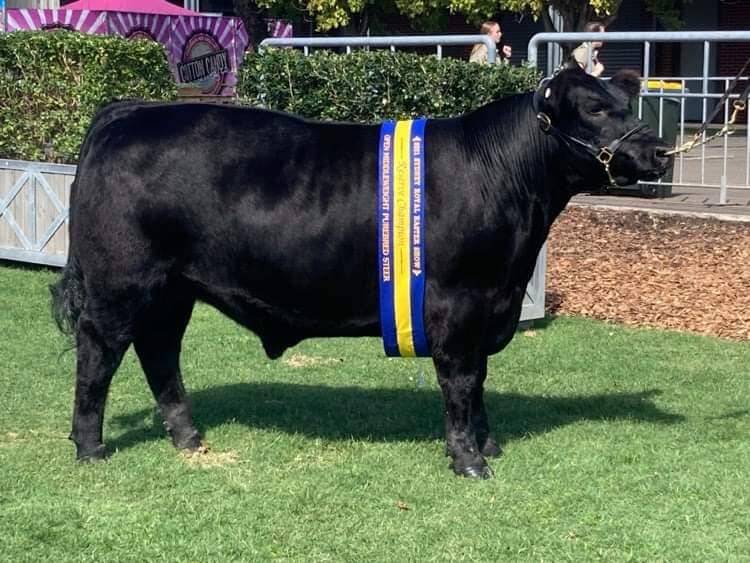 Champions middleweight led steer carcase exhibited by BW. and MM. Brooker, Main Camp Angus, Upper Rouchel. Photo supplied.