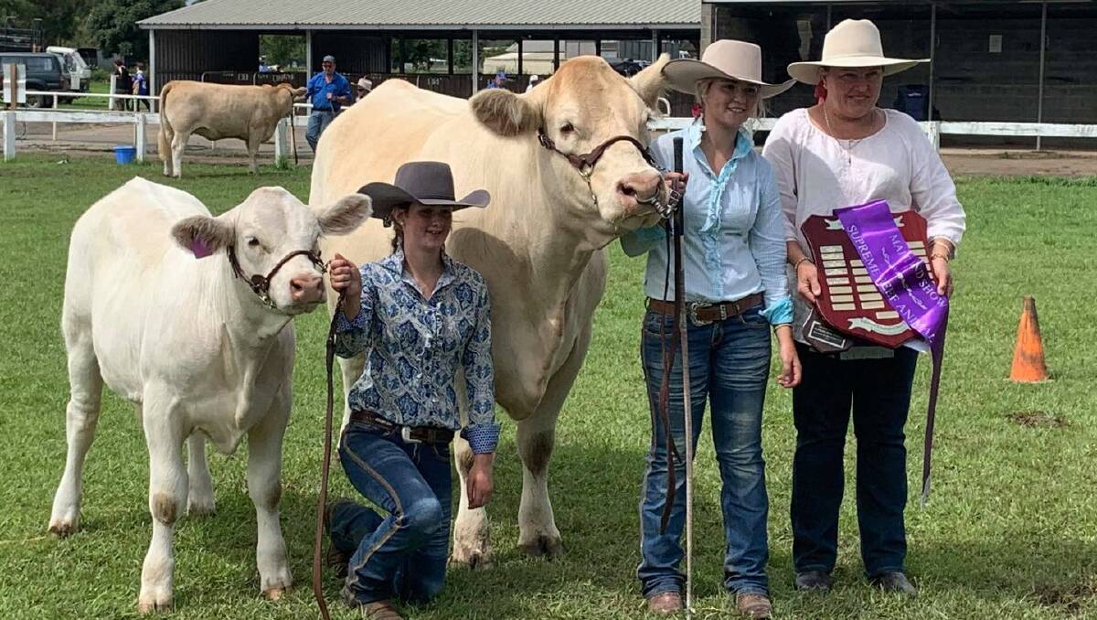 Supreme exhibit at Maitland Show the senior Charolais champion female Tractor Nellie, exhibited by Bureen Cattle Company. Photo: Supplied.