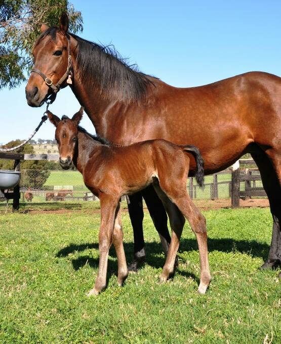 GREATEST: A baby Winx, who is now rated the best turf racehorse in the world, was born and raised at Coolmore stud Jerrys Plains - a stud that may now be contemplating leaving the Hunter. 