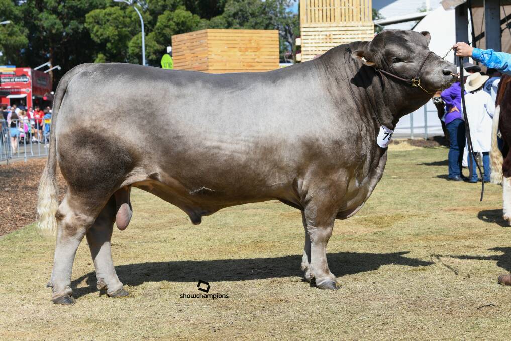 Senior and grand champion Murray Grey bull at the Royal was Dehavalyn Wakefield N6 exhibited by the Ernst family. Photo supplied.