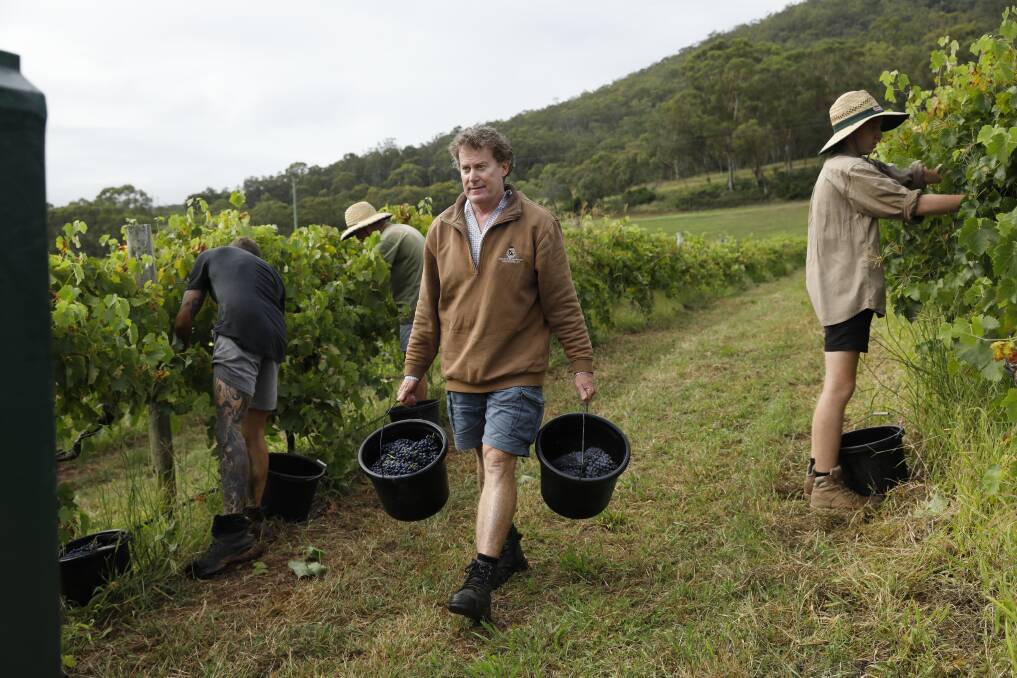  Vintage 2021: Mount Pleasant vineyard manager Steve Ferguson helps harvest grapes from the "100th birthday" Old Paddock vines. Picture: Elfes Images 