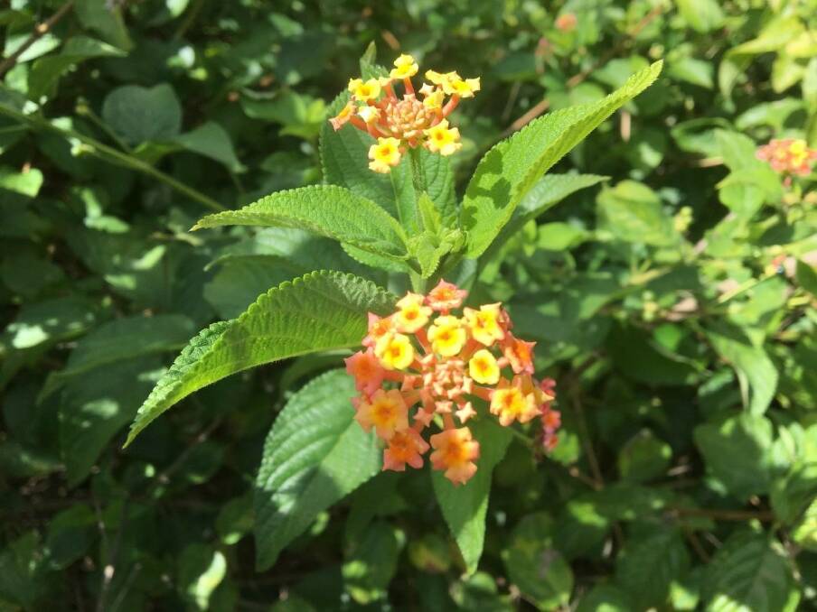 Red Lantana one of the plants causing toxic reactions in livestock.