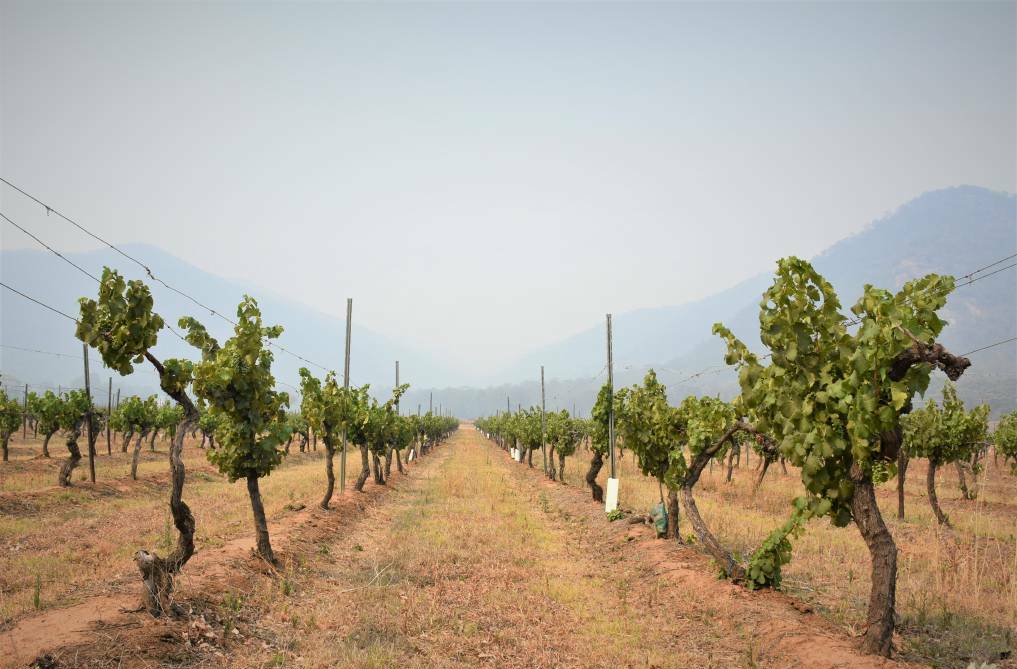 Vineyards in Broke affected by bushfire smoke.