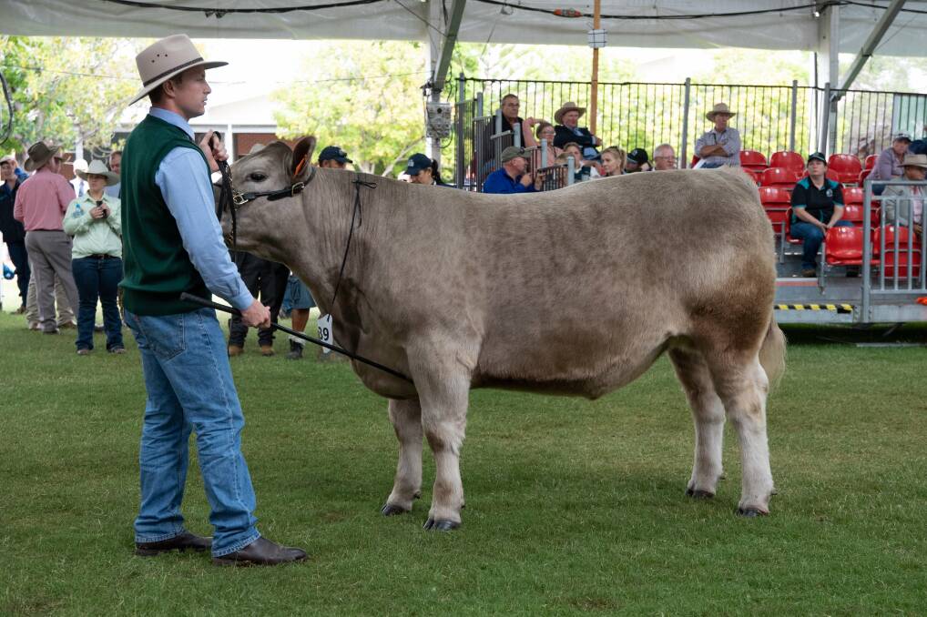 Highest scoring Murray Grey carcase at the Sydney Royal was shown by Ernst family, Dehavalyn Murray Grey Stud, Singleton. the steer scored 89 points on the hook. Photo supplied.