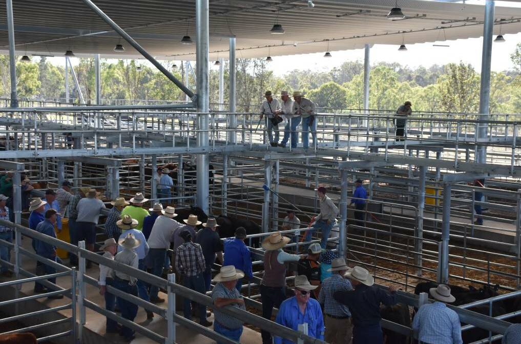 Singelton saleyards expected to be leased to Queensland based RLX Operating Company.