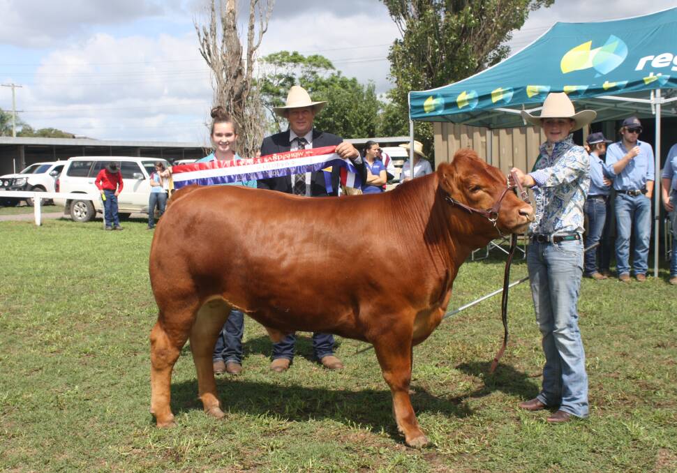 Champion Trade Led Steer ROSS from Tractor Charolais Stud with handler Josephine Green