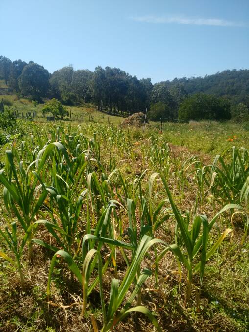 Four Acre Farm's garlic crop