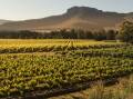 Margan Wines at Broke have 100 hectares under vines. Photo supplied.