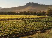 Margan Wines at Broke have 100 hectares under vines. Photo supplied.