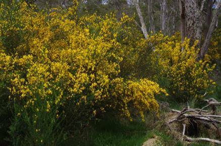 The introduced and invasive Scotch Broom that thrives in the Barrington Tops. Photo: NPWS.