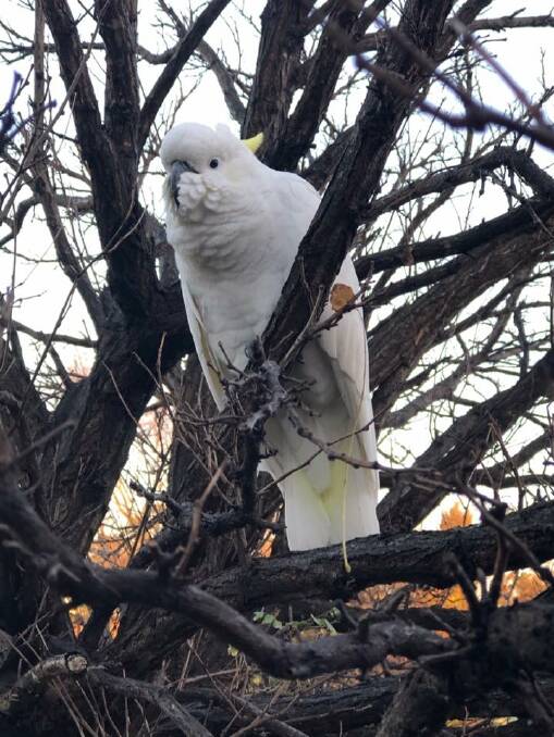 The popular community cockatoo named by residents Toby who is visiting homes around Hunterview and Singleton Heights