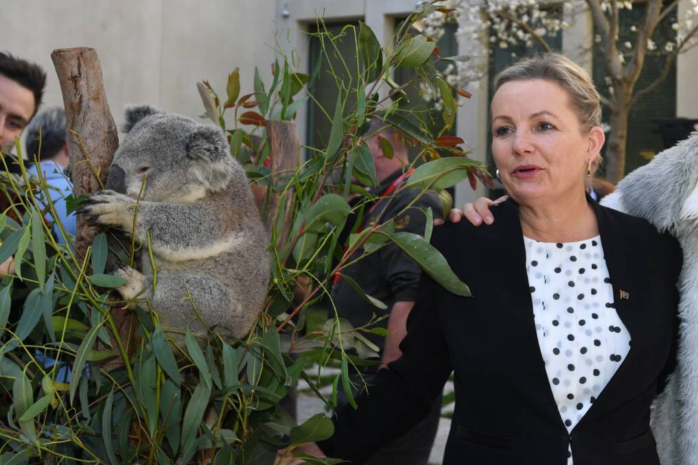 Minister for the Environment Sussan Ley pats a koala during a National Threatened Species Day event at Parliament House in Canberra, Tuesday, September 10, 2019. (AAP Image/Mick Tsikas) 