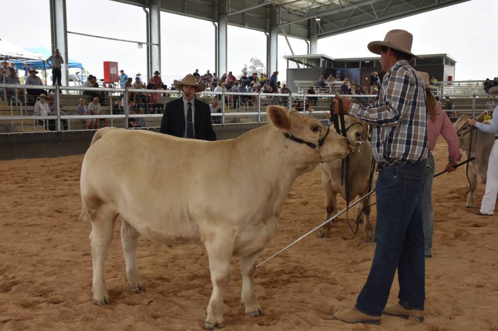 Judge Jake Phillips is assessing the champion heavyweight class with Lachlan James, Gunnedah parading the eventual champion winner.