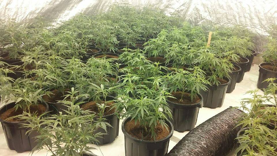 Cannabis plants. Photo supplied: NSW Police