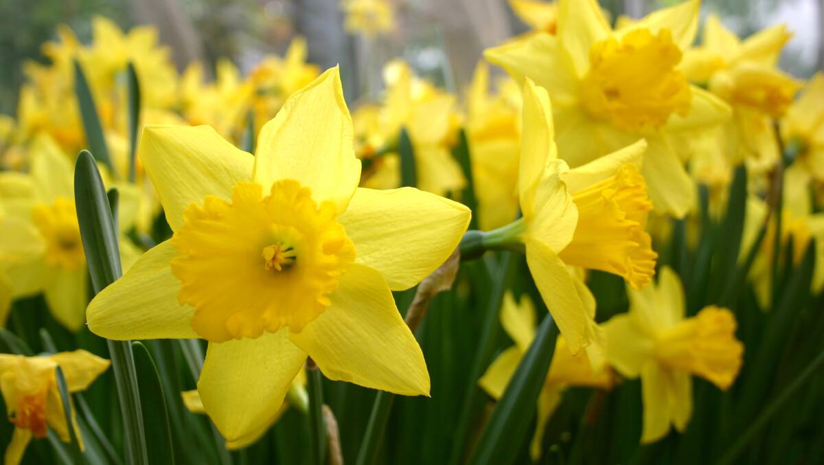 Adding hope to many people: The sunny, yellow colour of a daffodil is the symbol for the annual Daffodil Day on Friday August 25 this year.