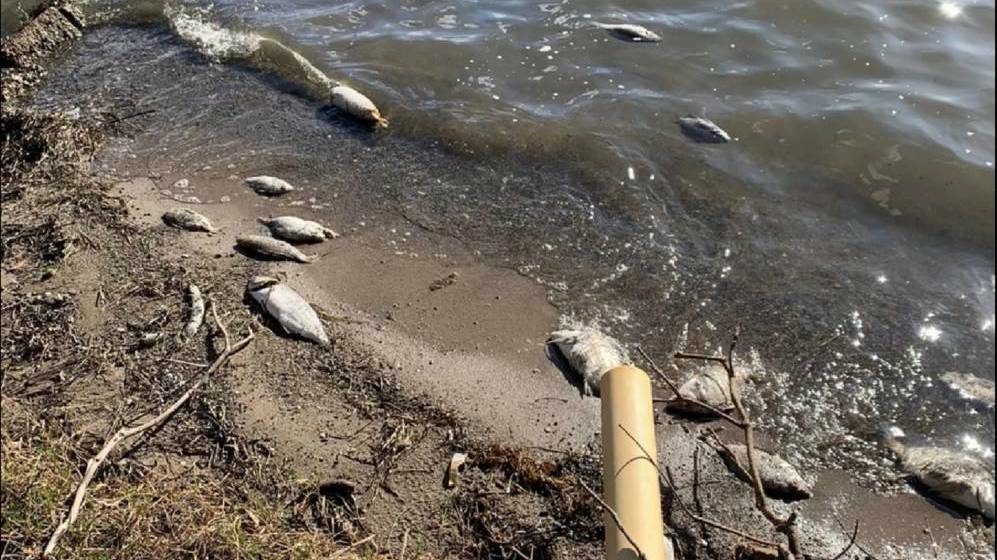 Metals ruled out as cause of Lake Macquarie fish kill