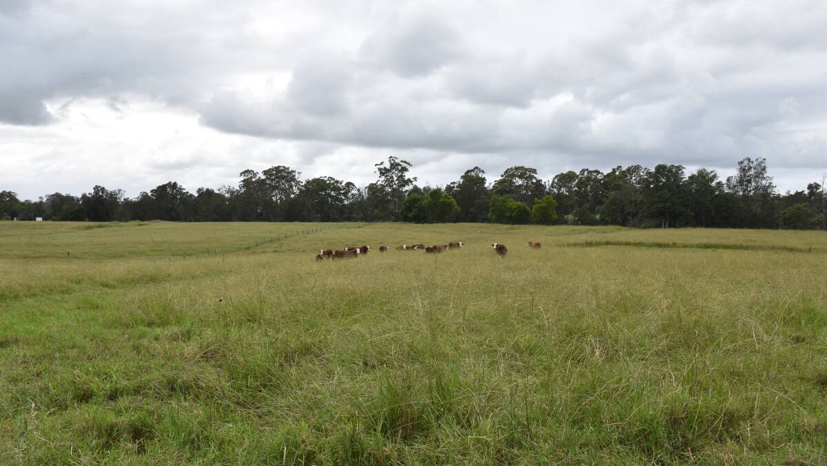 A paddock on Josh Gilbert's farm which would have been dry and dusty only a few years ago. Picture: Tom Melville
