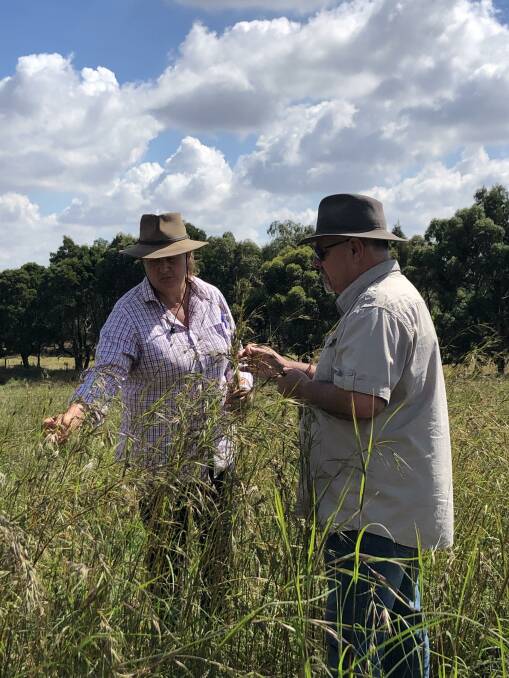Latarnie McDonald and Rodney Carter assess a kangaroo grass stand on Dja Dja Warrung Country in Central Victoria. Picture: Tom Melville
