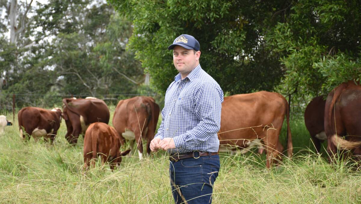Worimi farmer Josh Gilbert with his cattle in Nabiac, NSW. Picture: Tom Melville