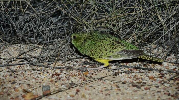 This is a photo of a night parrot taken by John Young in 2013.